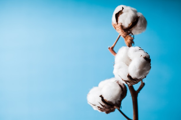 Foto fiore di cotone da vicino su sfondo blu