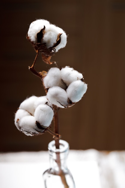 Cotton flower close up on brown background