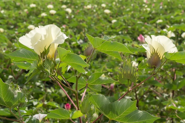 綿花綿植物綿棒