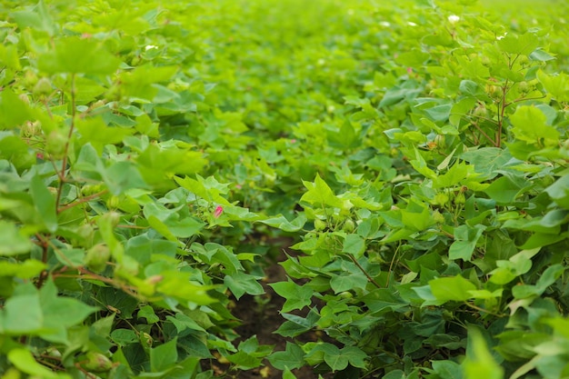 Cotton flower at green cotton field