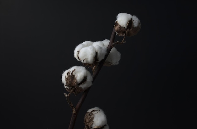 Photo cotton flower stem branch still life fine art dark photography head on medium angle shot