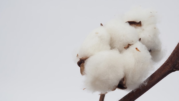 Foto fiore di cotone su sfondo bianco.