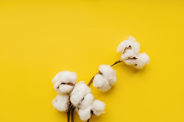 Cotton flower on a yellow paper background