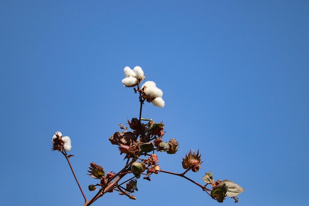 写真 青い空を背景に綿の花