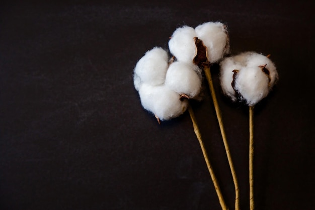 Cotton flowers on a black background