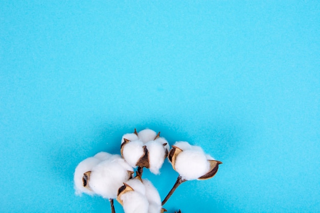 Cotton flowers on blue surface