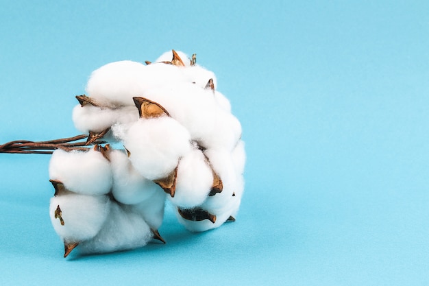 Cotton flowers on blue