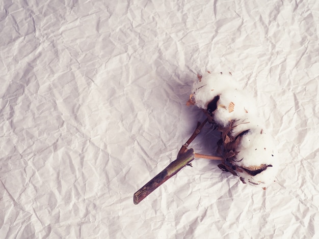 Cotton flowers on crumpled paper