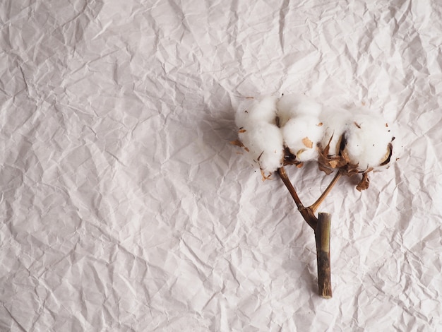 Photo cotton flowers on crumpled paper