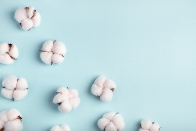 Photo cotton flowers isolated on blue