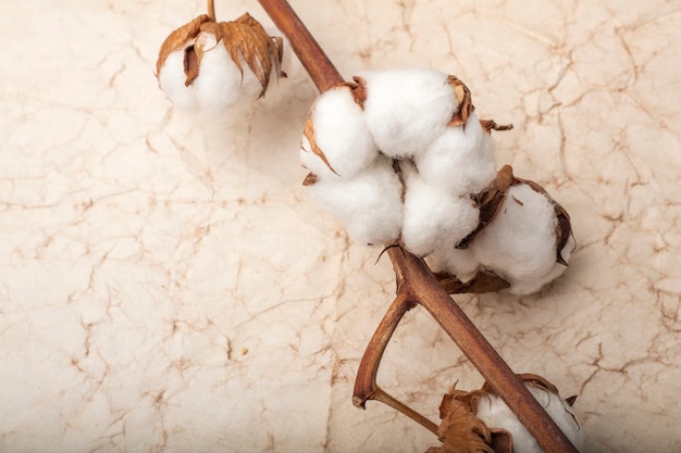 Cotton flowers on old paper background. Close up. Copy space