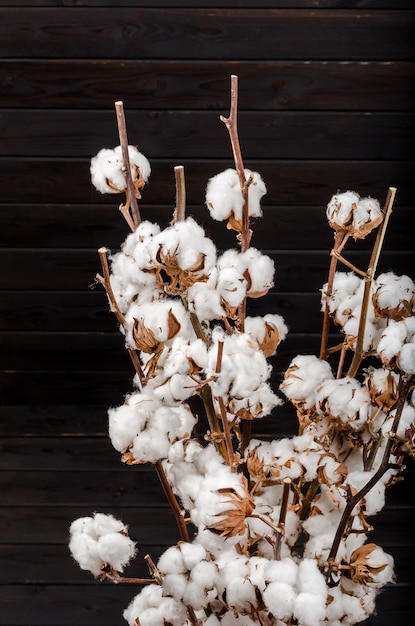 Cotton flowers on a white background. Minimalism, background, soft focus