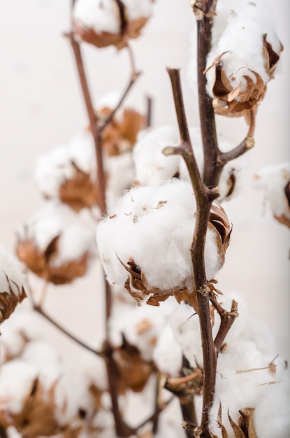 Cotton flowers on a white background. Minimalism, background, soft focus.