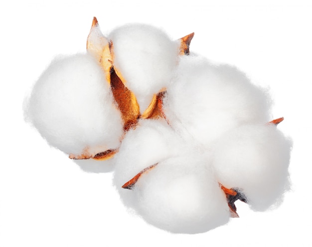 Cotton flowers on white background