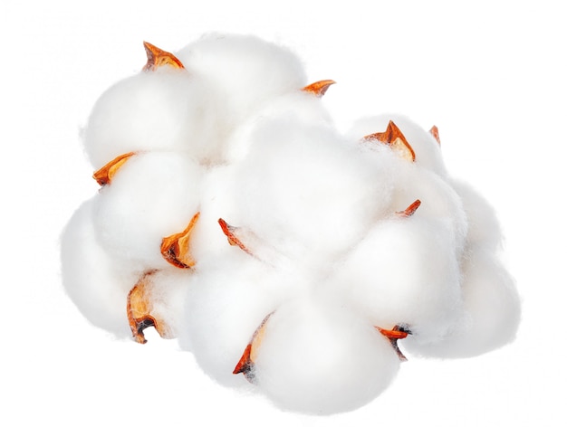 Cotton flowers on white