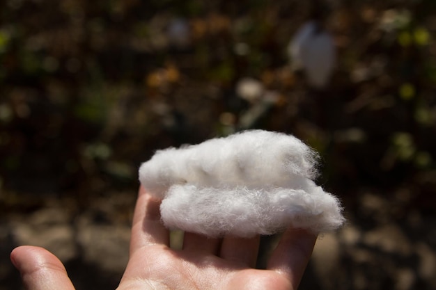 Cotton flowers with white fiber on the field in Uzbekistan. Cotton harvest time.