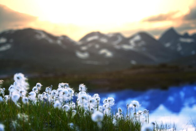 Cotton flowers