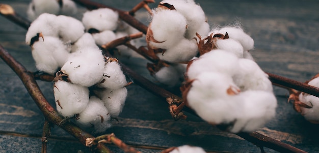 cotton on a gray background