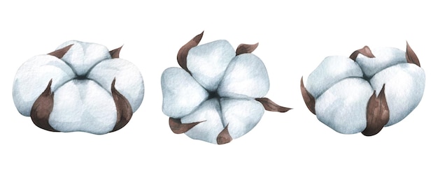 Cotton inflorescences are three pieces in different angles Watercolor illustration Isolated objects from a large set of COZY WINTER For decoration design compositions decor