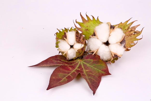 Photo cotton plant ball and cotton oil