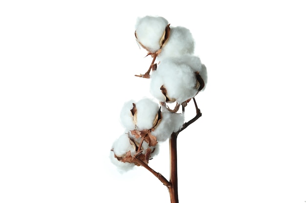 Cotton plant branch isolated on white