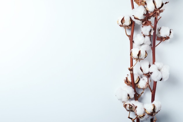 Cotton plant branches on white surface