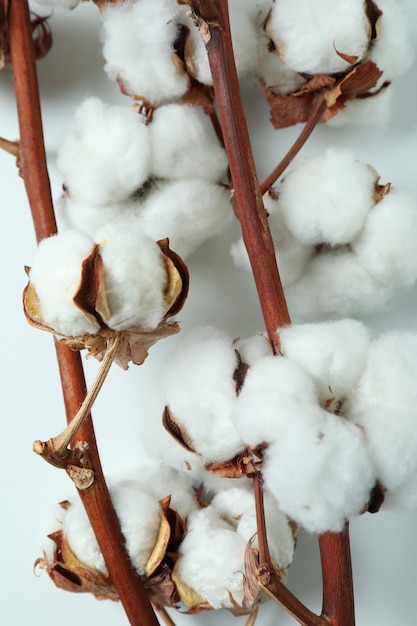 Cotton plant branches on white