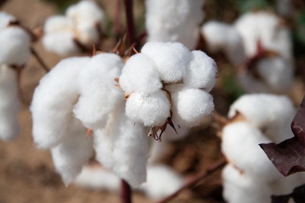 Cotton plant close up.