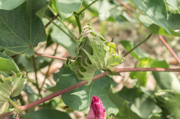 Bastoncini di cotone di piante di cotone