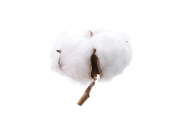 Photo cotton plant flower isolated on white background