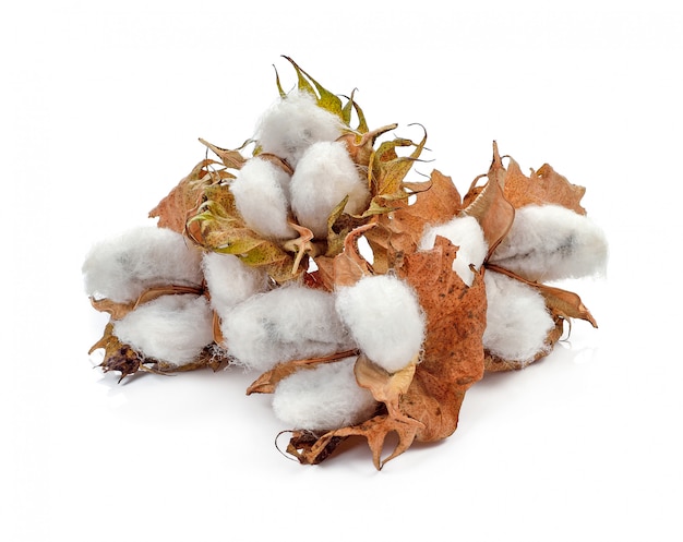 Cotton plant flower isolated on white background 