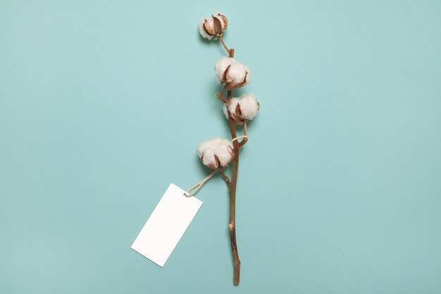 Cotton plant flower with empty label or tag. top view