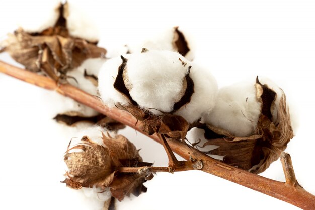 Cotton plant flower