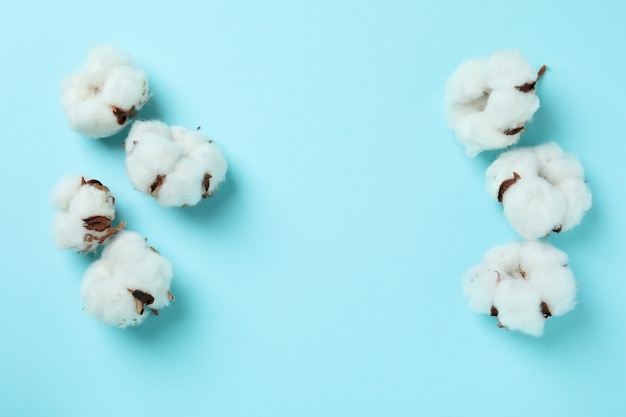 Cotton plant flowers on blue