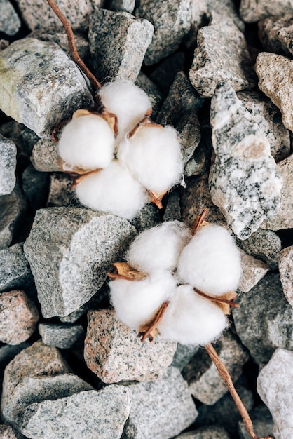 Cotton plant on a stone surface