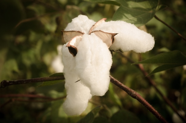 Photo cotton plant , vintage cotton