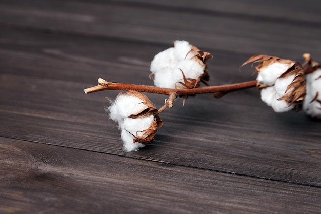 Cotton plant white flowers stem on brown wooden table