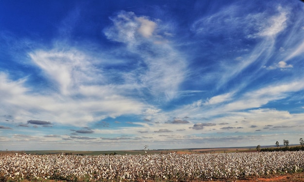 Photo cotton plantation on a beautiful  blue sky