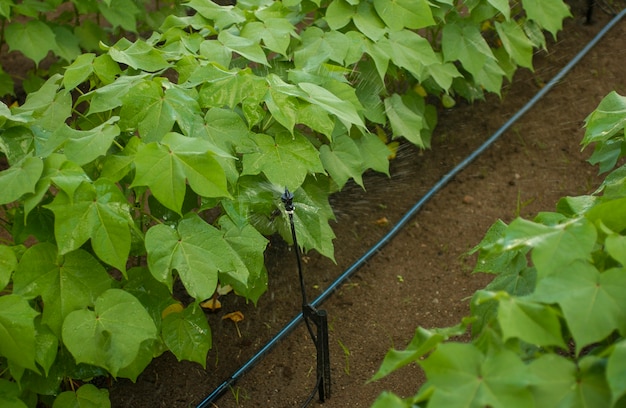 Piantagione di cotone con sistema di irrigazione.