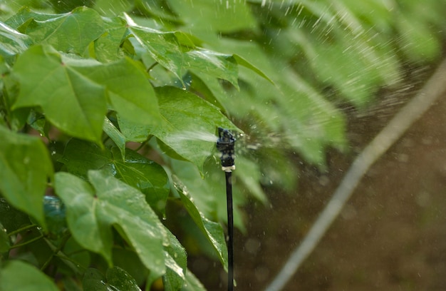 Piantagione di cotone con sistema di irrigazione.