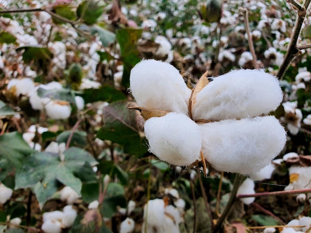 Photo cotton plantations in the mountains