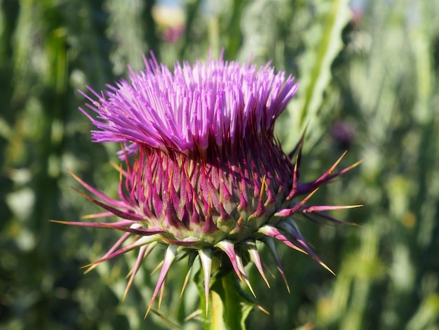 Foto fiore di cardo di cotone