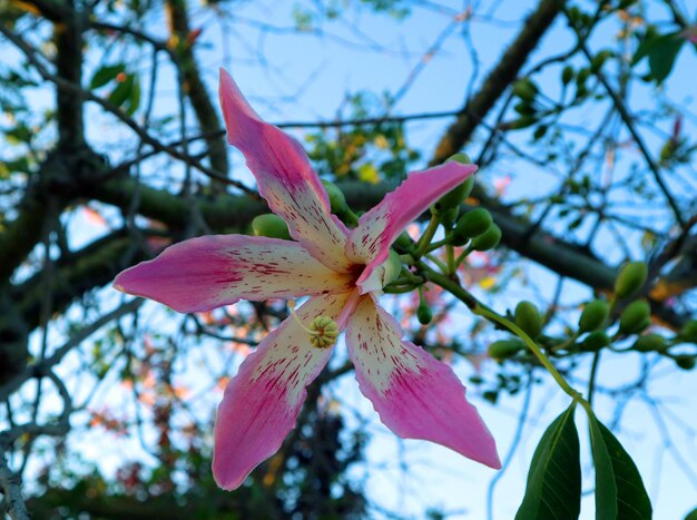 Цветок хлопкового дерева Ceiba speciosa крупным планом. Великолепный розово-желтый цветок, как лилия на фоне голубого неба