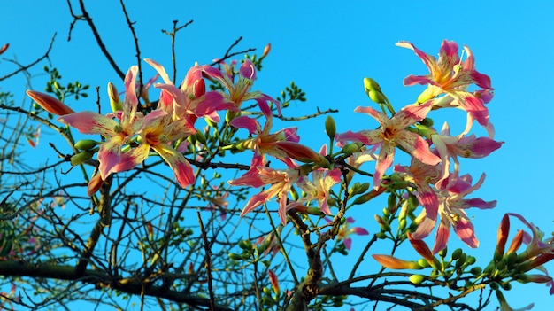 綿の木の花セイバ スペシオサをクローズ アップ。青空に映えるユリのような華やかなピンクイエローの花