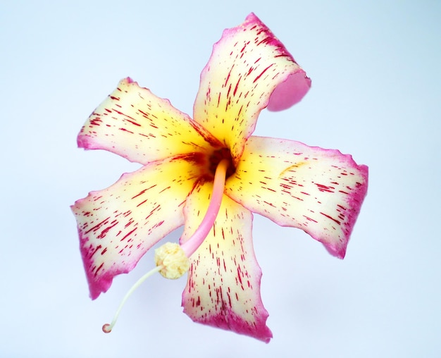 Cotton tree flower Ceiba speciosa close up. Gorgeous pink yellow flower like lily isolated on white