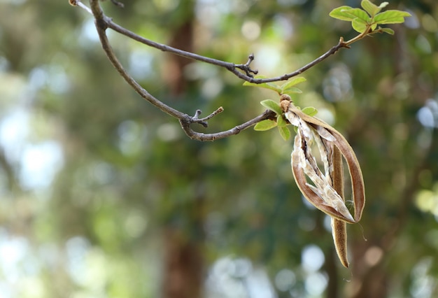 cotton tree in tropical