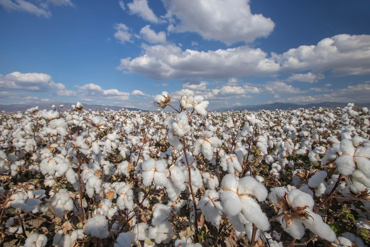 Photo cottons ripened in the field white cottons at harvest time