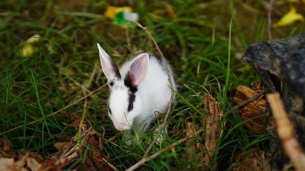 Cottontail bunny white rabbit image