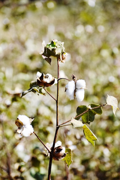 Foto coltura di cotone