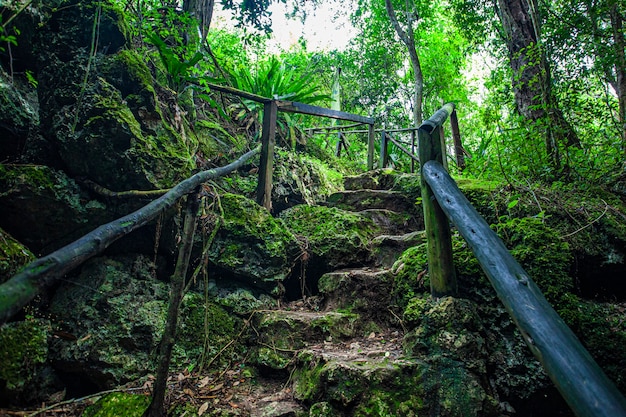 도미니카 공화국의 Cotubanama 국립 공원, 내부에 전형적인 초목이 있는 Padre Nuestro 구역과 Cueva de Padre Nuestro 및 Cueva del Chico와 같은 채석장이 있습니다.